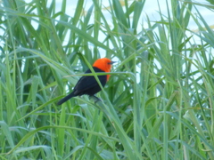 Amblyramphus holosericeus