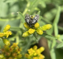 Odontocorynus