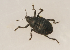 Zacladus geranii