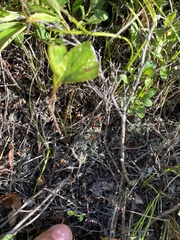 Cladonia cristatella