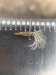 Townsendia hookeri
