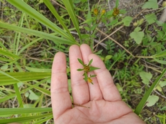 Bidens discoidea