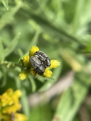 Odontocorynus