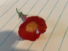 Ipomoea coccinea