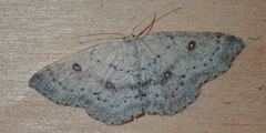 Cyclophora albipunctata