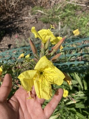 Oenothera elata