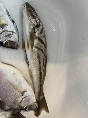 Menticirrhus saxatilis