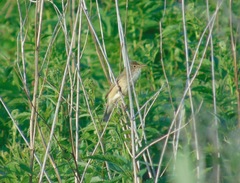 Acrocephalus palustris