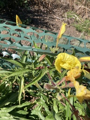 Oenothera elata