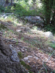 Crotalus lepidus klauberi