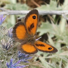 Pyronia cecilia