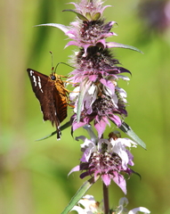 Apyrrothrix araxes