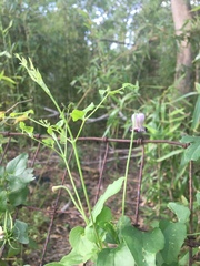 Clematis pitcheri