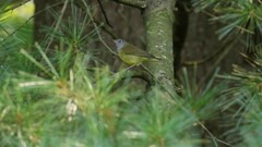 Oporornis agilis