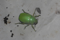 Chrysina psittacina