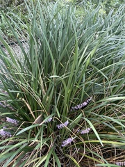 Liriope muscari