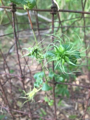 Clematis pitcheri