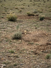 Cynomys parvidens