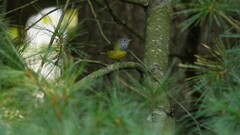 Oporornis agilis