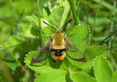 Hemaris tityus