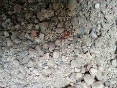 Pogonomyrmex californicus