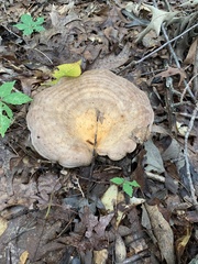 Lactarius argillaceifolius