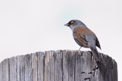 Junco phaeonotus