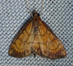 Ecpyrrhorrhoe rubiginalis