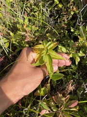Lysimachia quadrifolia