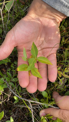 Lysimachia quadrifolia