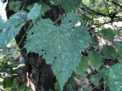 Vitis vulpina