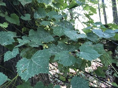 Vitis vulpina