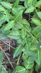 Euonymus fortunei