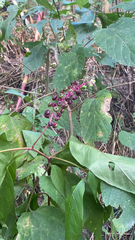Phytolacca americana