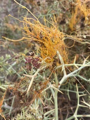 Cuscuta campestris