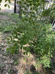 Leucaena retusa