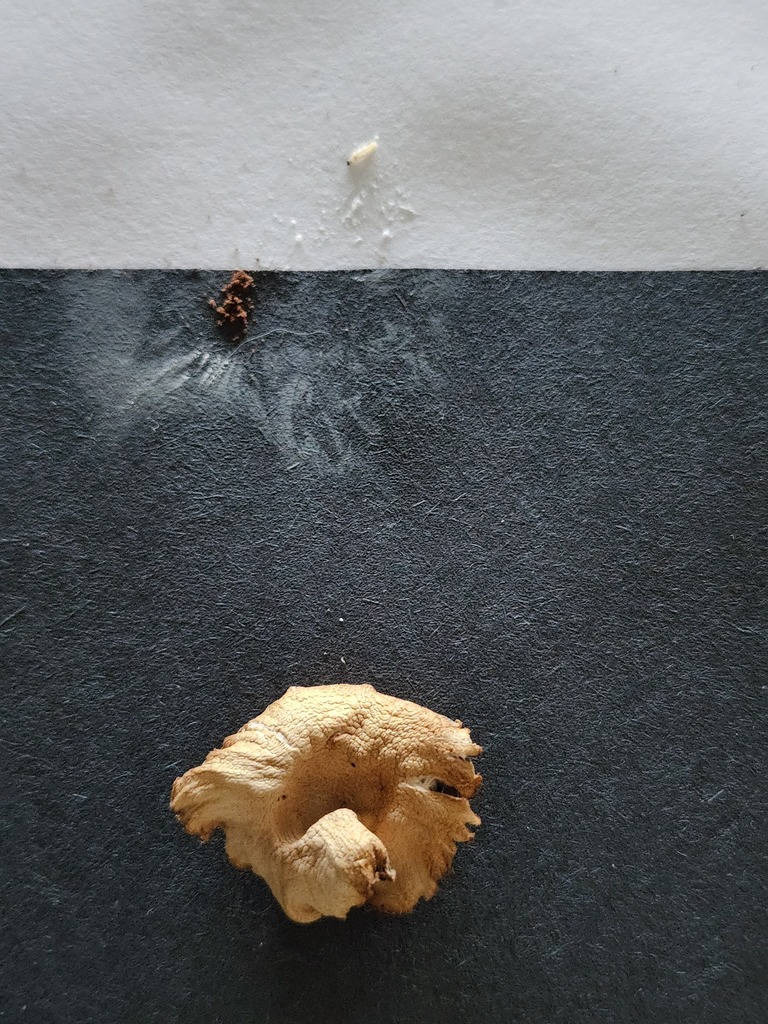 flame chanterelle from Nova Scotia B4V 0M1, Canada on September 09