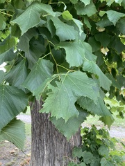 Tilia platyphyllos