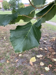 Tilia platyphyllos