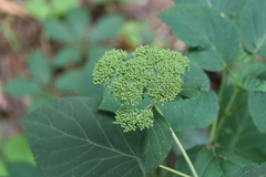 Hydrangea arborescens