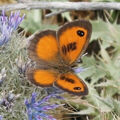 Pyronia cecilia