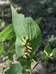 Celticecis spiniformis