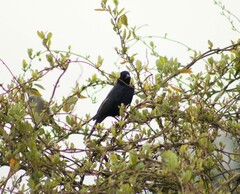 Molothrus bonariensis