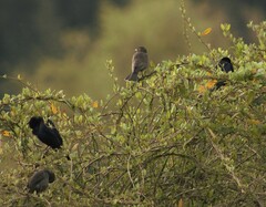 Molothrus bonariensis