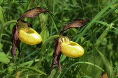 Cypripedium calceolus