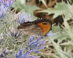 Pyronia cecilia