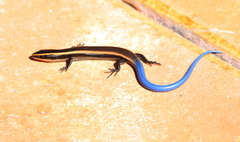Plestiodon bilineatus