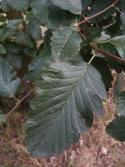 Scandosorbus intermedia