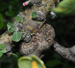 Psittacanthus schiedeanus