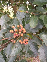 Scandosorbus intermedia